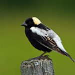 Reasons to Leash Your Dog bobolink on fence
