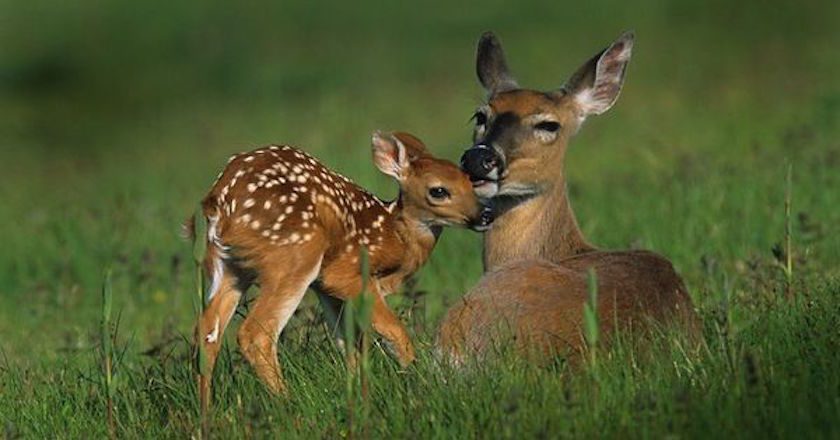 White Tail Deer white tail deer and fawn
