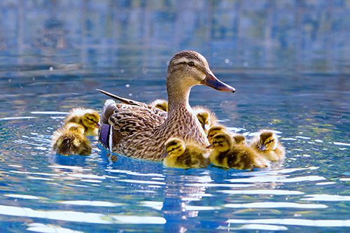Tarrywile Park mother and baby ducks on pond