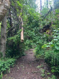 Before White Trail Clearing Project at Tarrywile Mansion in Danbury, CT