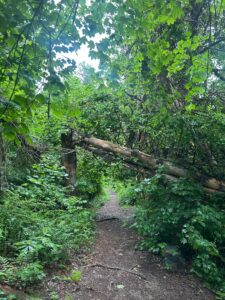 Broken tree on White Trail at Tarrywile Mansion in Danbury, CY